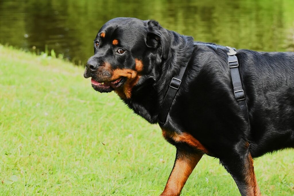 Very large black store dog