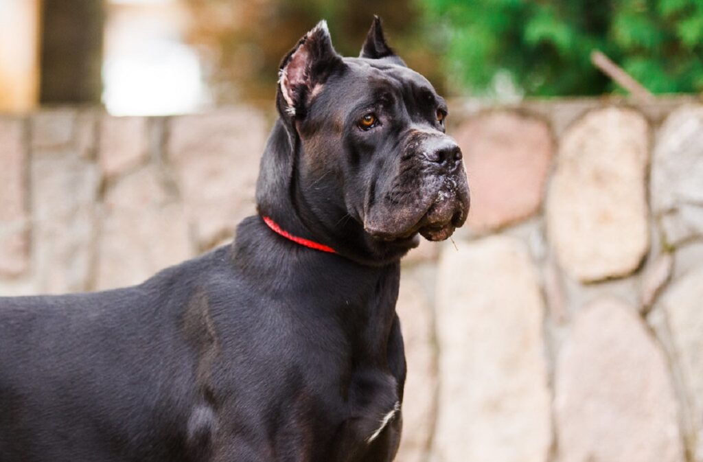 Black shop dog bread