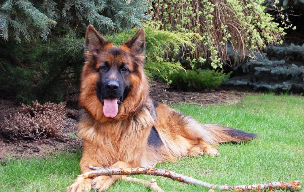 big brown fluffy dog