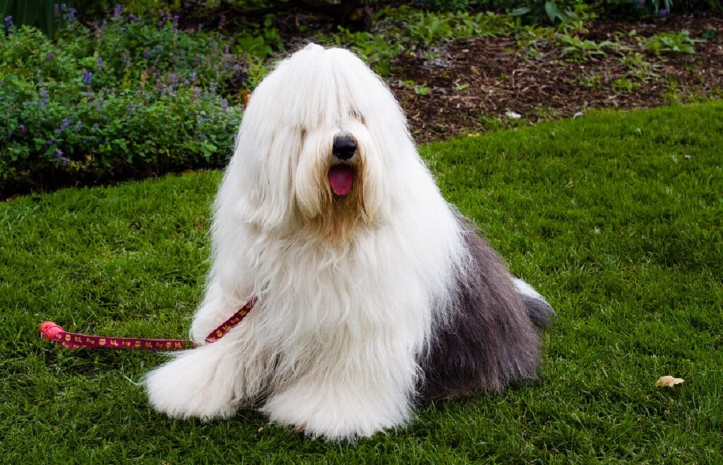 Super fluffy big store dog