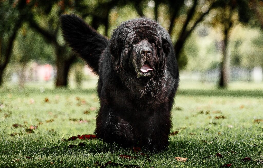 Big fluffy best sale black dog breeds