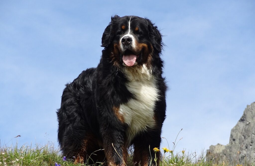 16 Big Fluffy Dog Breeds: You Can't Resist Cuddling These Fluffballs