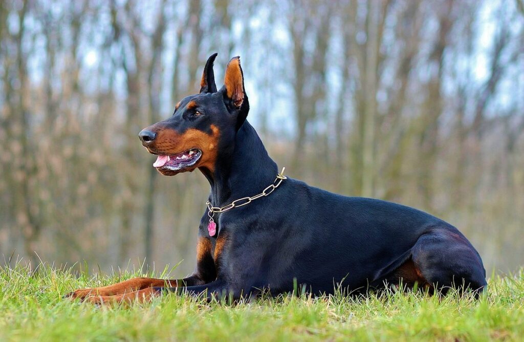 scariest looking dog breeds