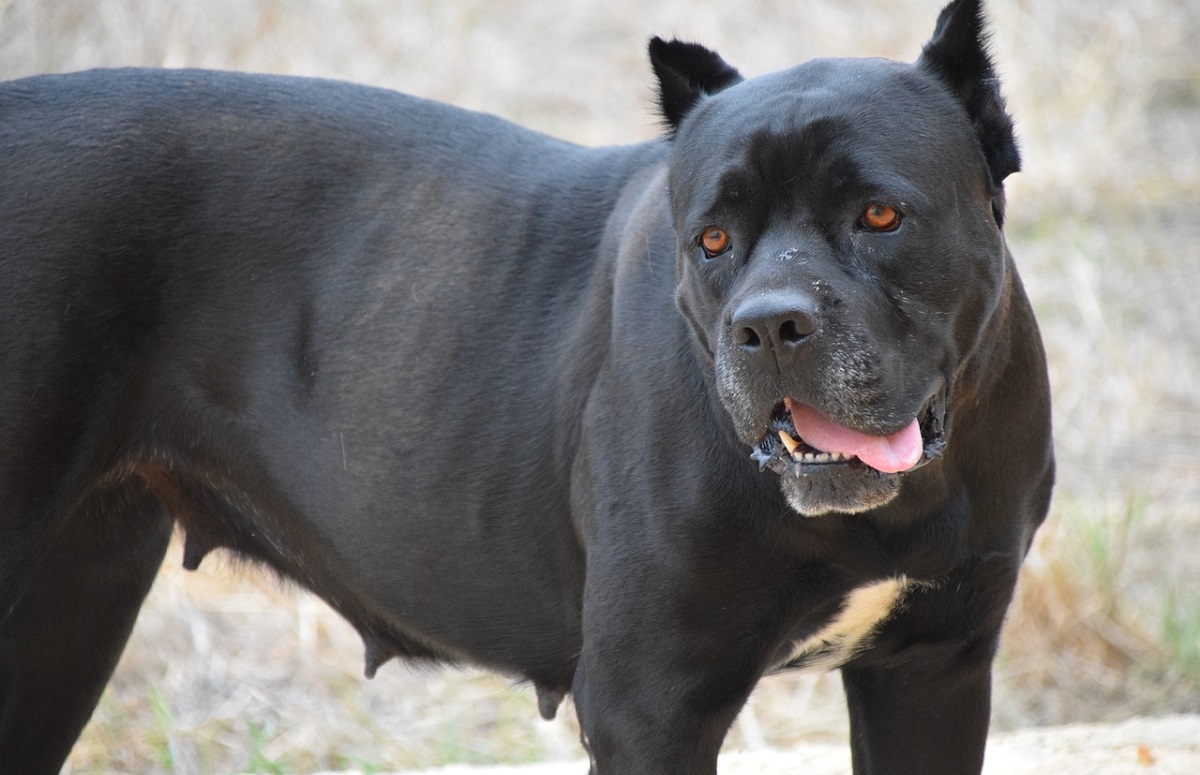 17 Scariest Dog Breeds With A Fierce Reputation