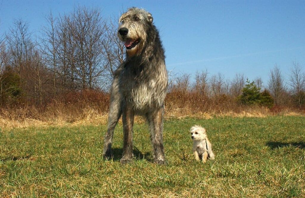 Top 15 Ugly Dogs: A Look At The Ugliest Dog Breeds