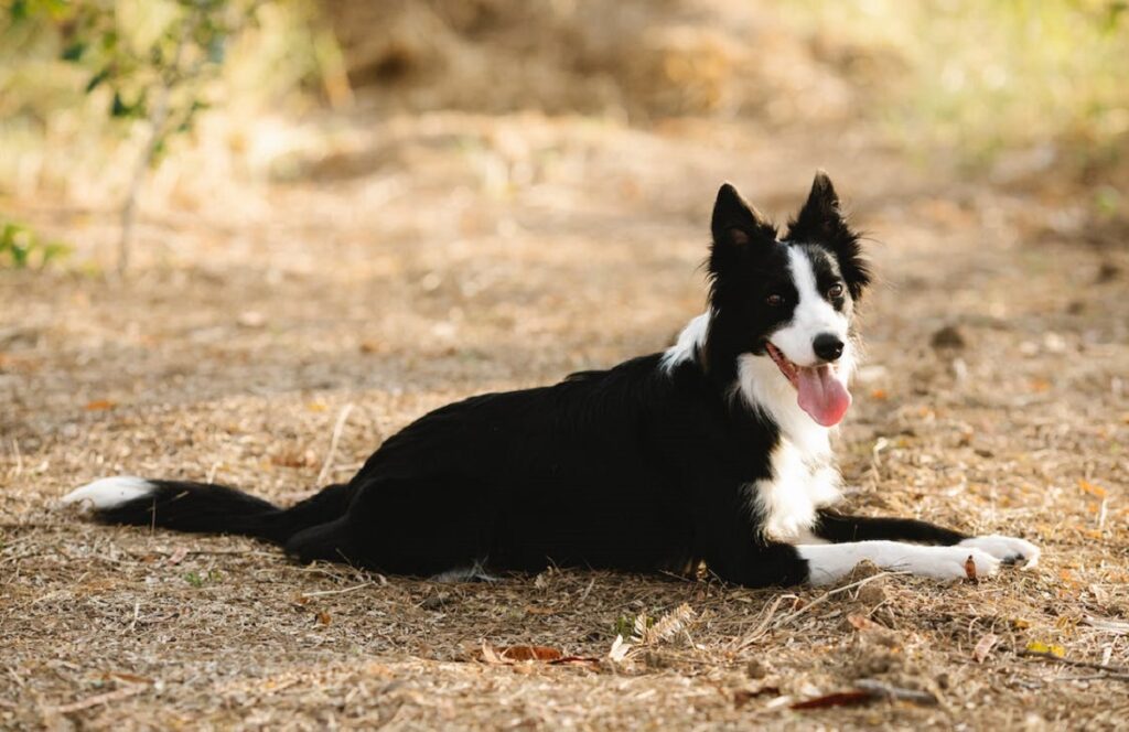 Medium sized black store and white dog