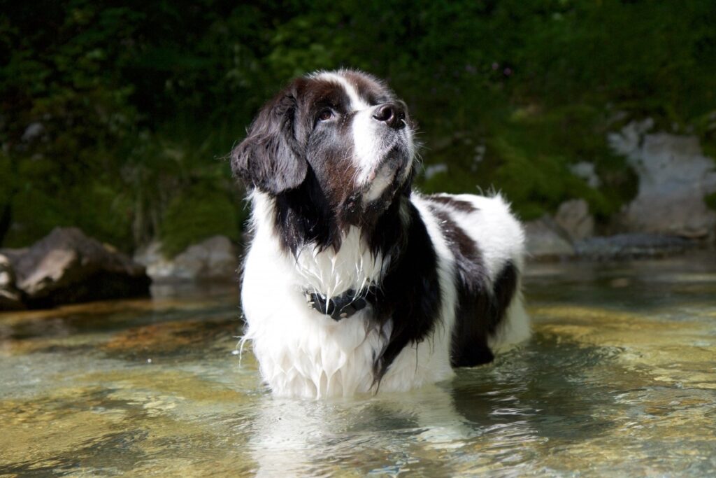 Black and white long haired dog sale