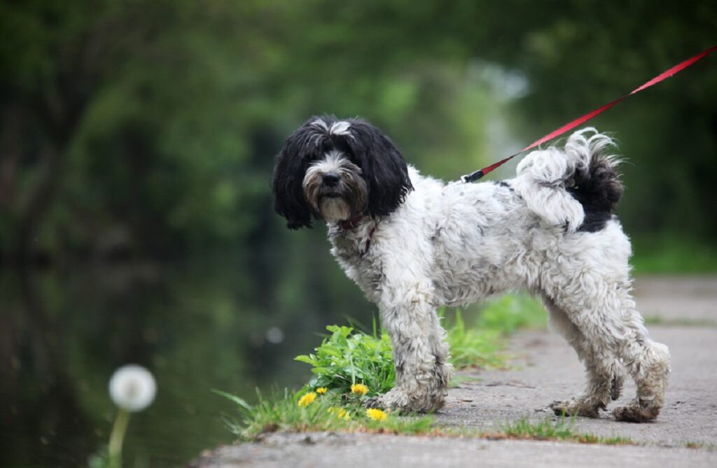 Black and white long best sale haired dog