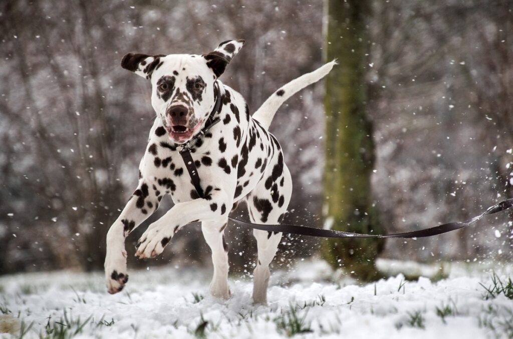 Black n best sale white dog