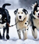 black and white dogs