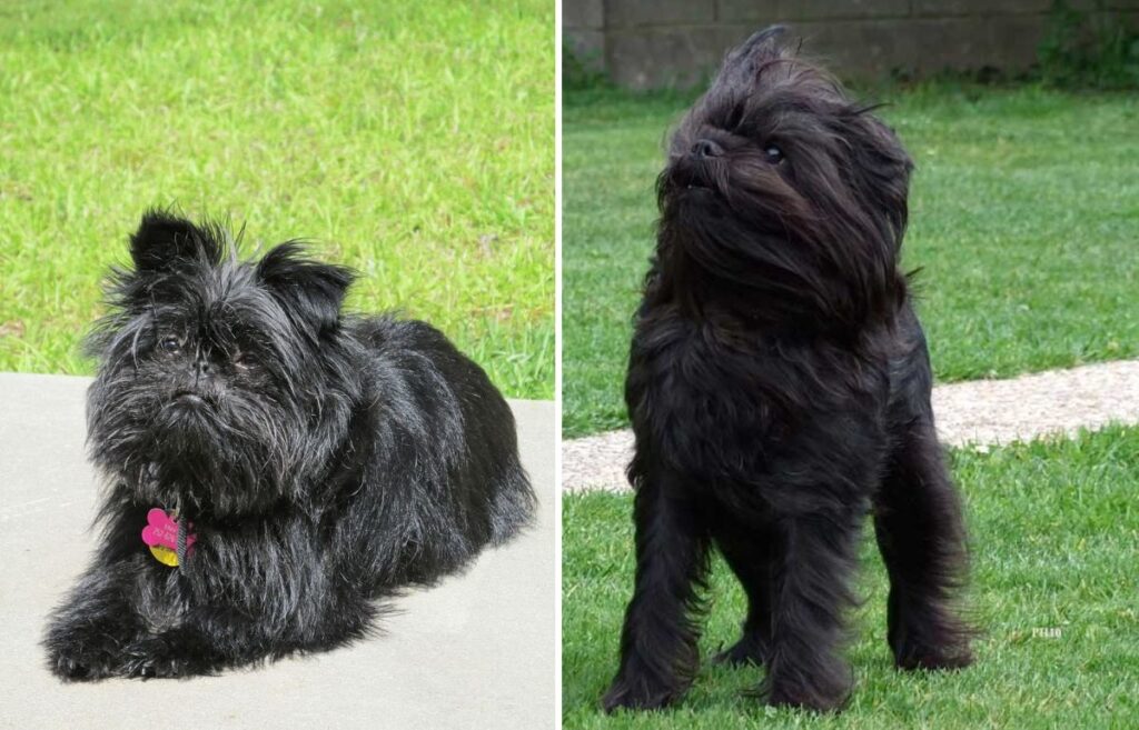 Black toy dog breeds sale