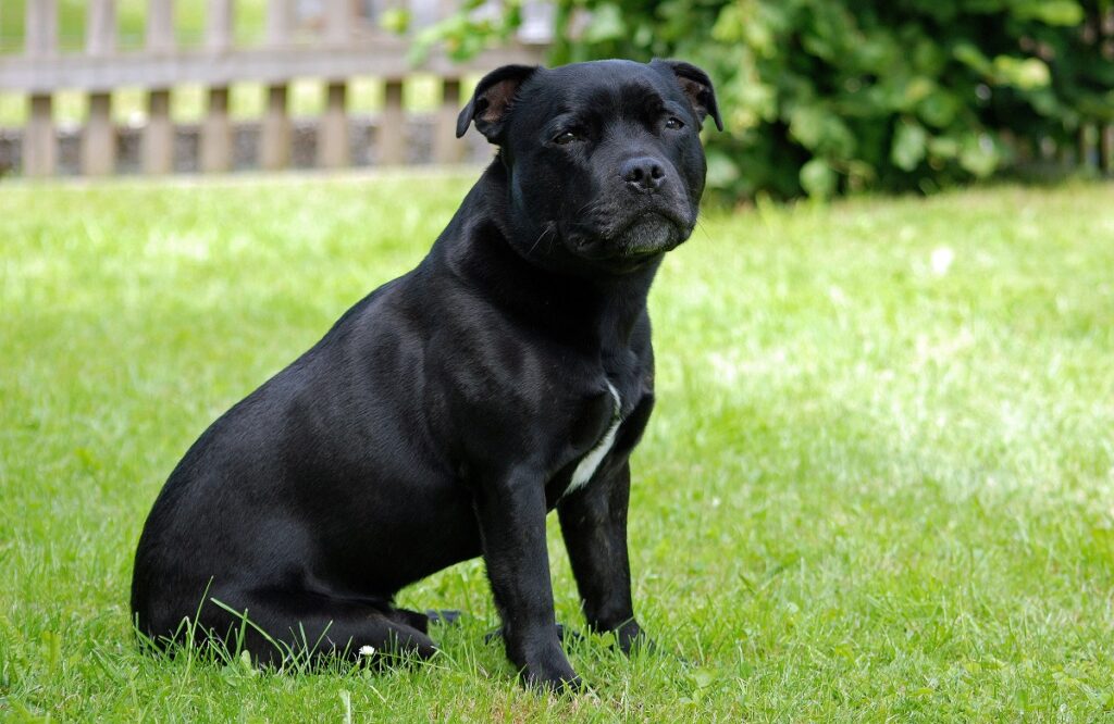 Black dog breeds on sale small