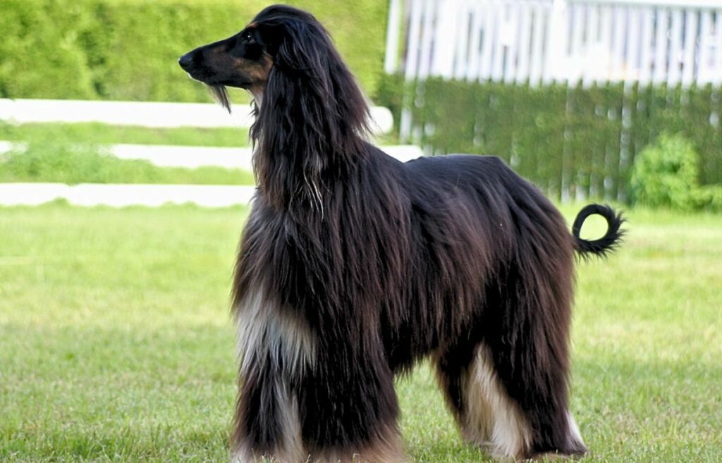 Big black outlet long haired dog