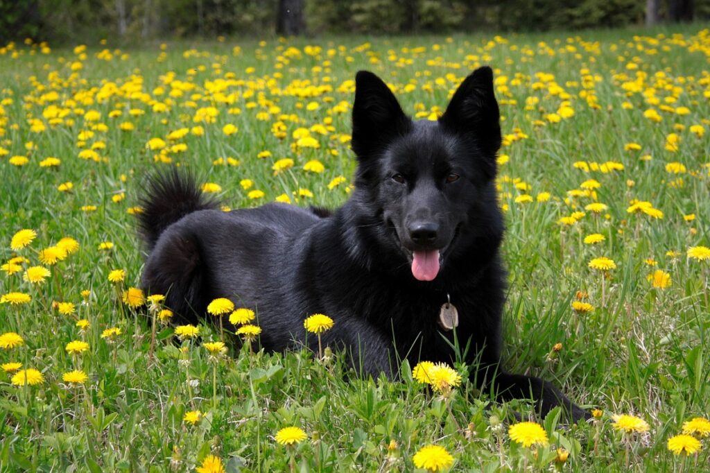 Black store puffy dog