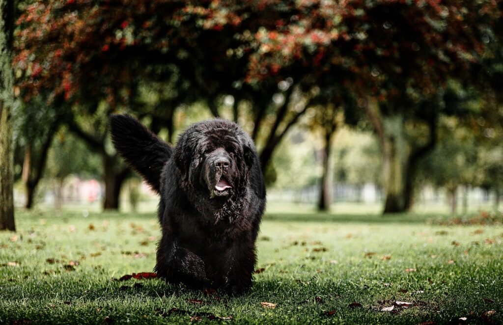 28 Black Dog Breeds That'll Steal Your Heart With Every Bark