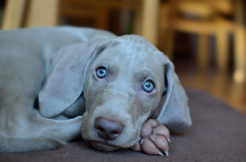 Why do some dogs have blue eyes? (5 causes + most common breeds)