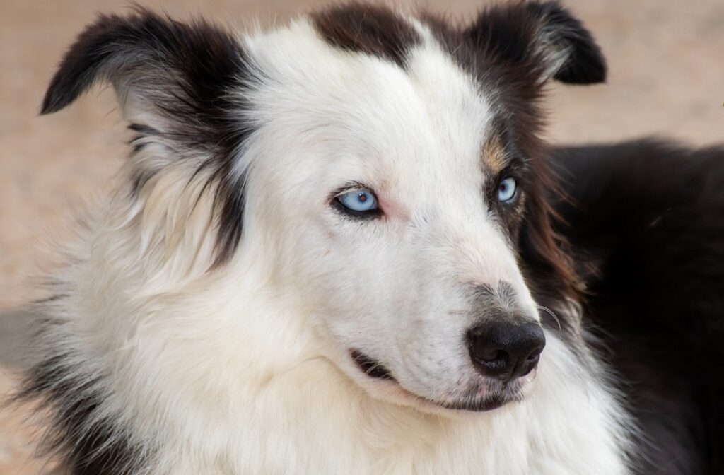 Small dogs store with blue eyes