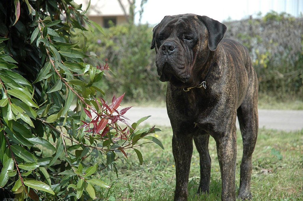 brindle dog breeds
