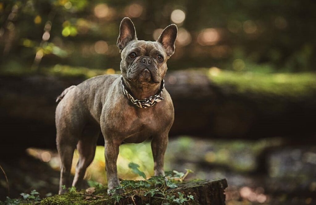 brindle puppy
