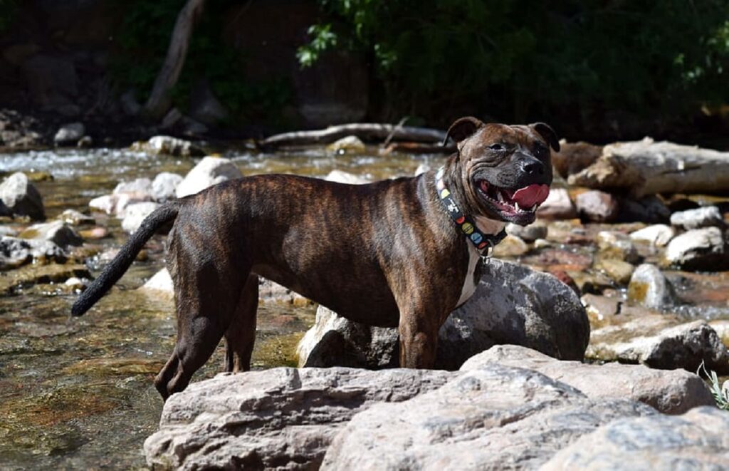 brown brindle dog
