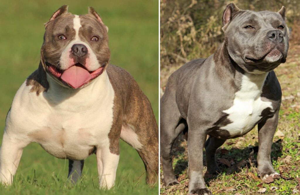 Bully best sale style pitbulls