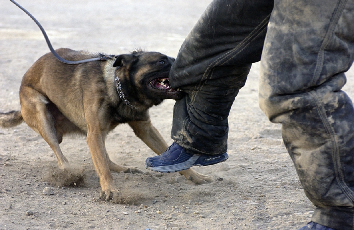 How To Train An Aggressive Dog Don’t Quit Before Reading It