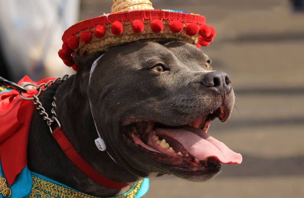 6 Iconic Mexican Dog Breeds - Explore Mexico's Furry Legacy.