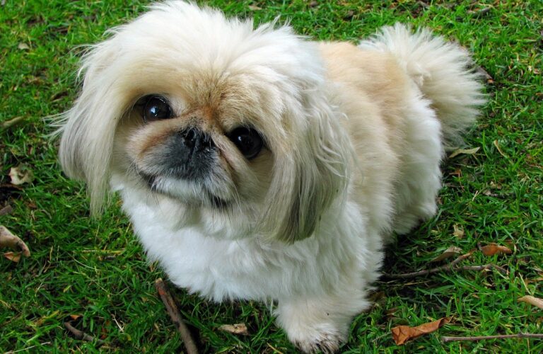 13 Adorable Chinese Dog Breeds That Capture Hearts At Home!
