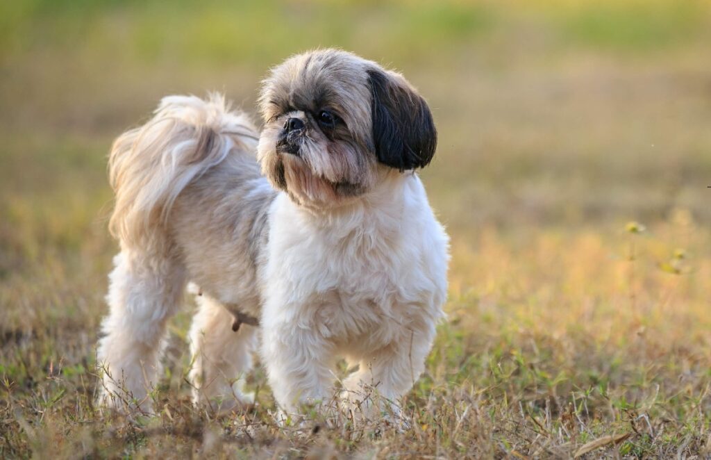 13 Adorable Chinese Dog Breeds That Capture Hearts At Home!