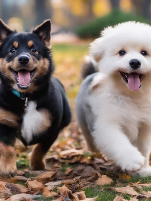 Cute dogs