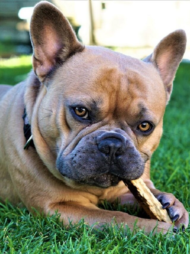 French Bulldog Lifespan Factors, Care, And Tips For Longevity WAF