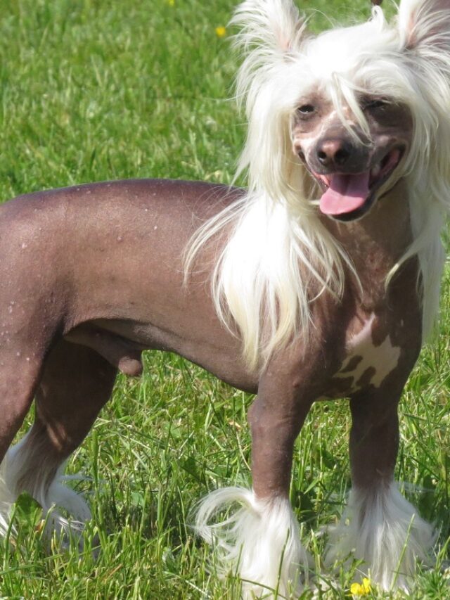 Ugliest Dog Breeds Beauty Beyond Appearances WAF