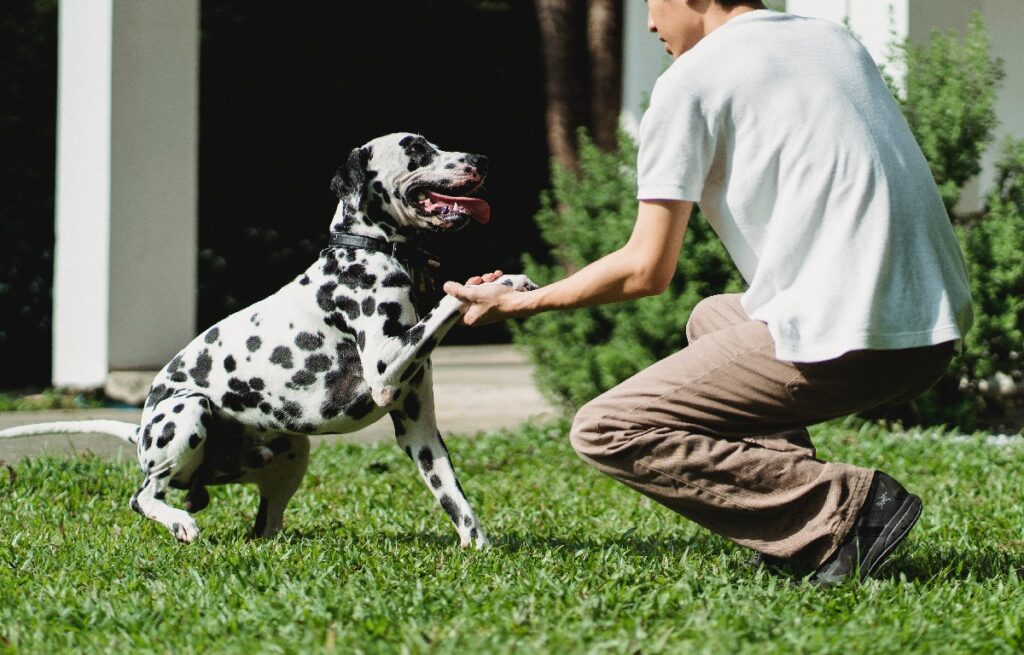 deaf dog training