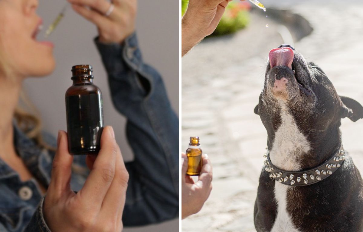 Can Humans Take Pet CBD Oil? Expert Guidance & Helpful Tips