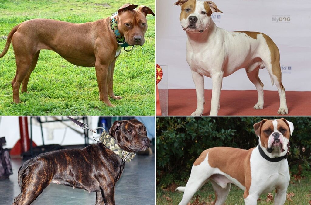 Different types of cheap american pitbull terriers