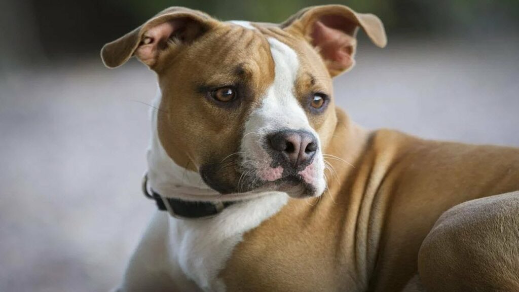 White Pitbull Mixed With Boxer