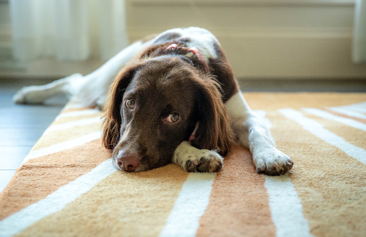 Can CBD Cause Diarrhea In Dogs? Expert Analysis & Guidance