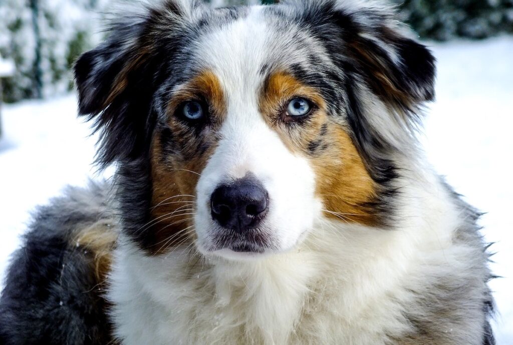 17 Mesmerizing Dog Breeds With Blue Eyes That'll Enchant You