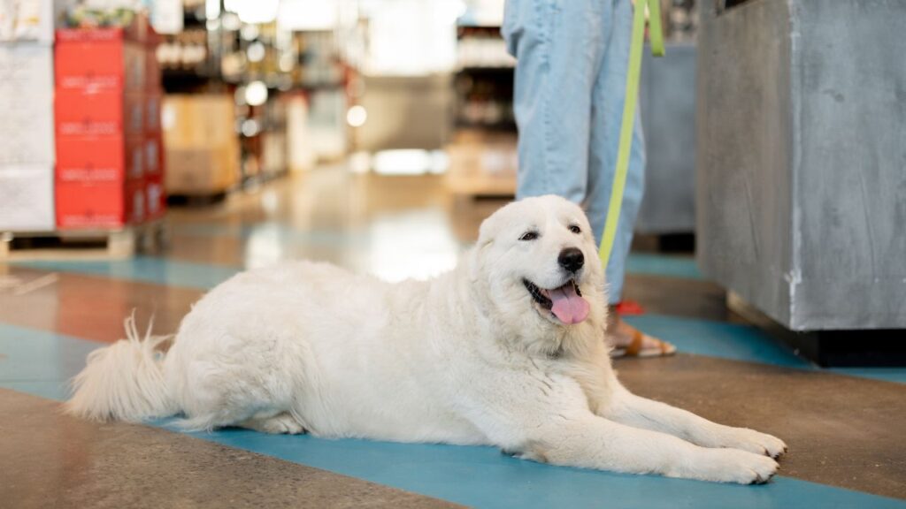 dog-friendly stores near me