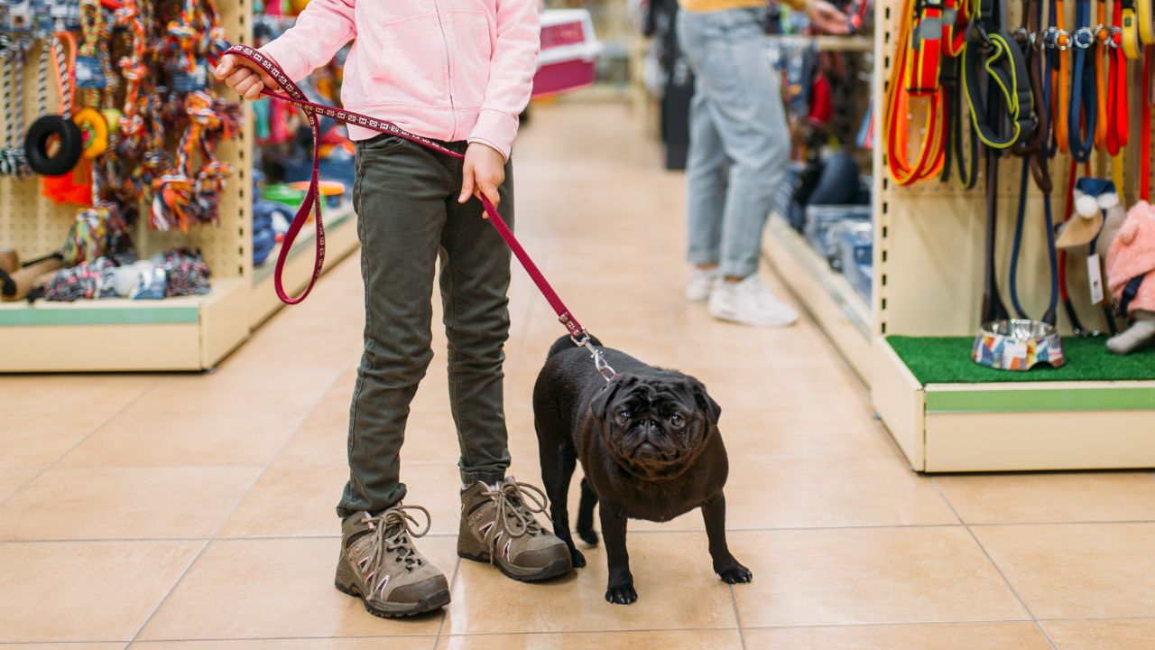 dog-friendly stores