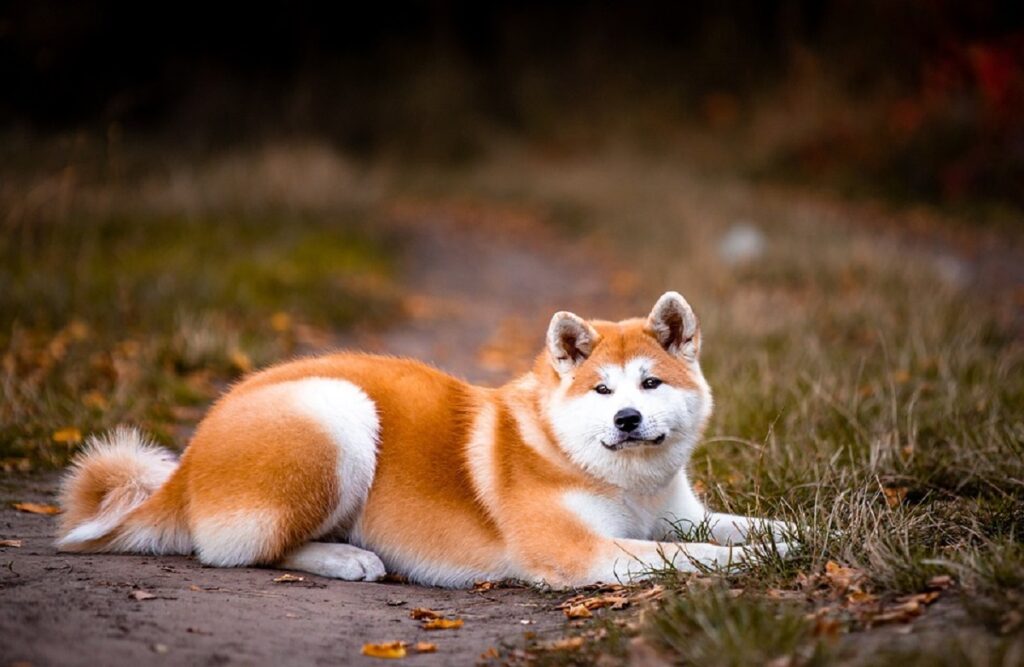 Dogs with hot sale thick fur