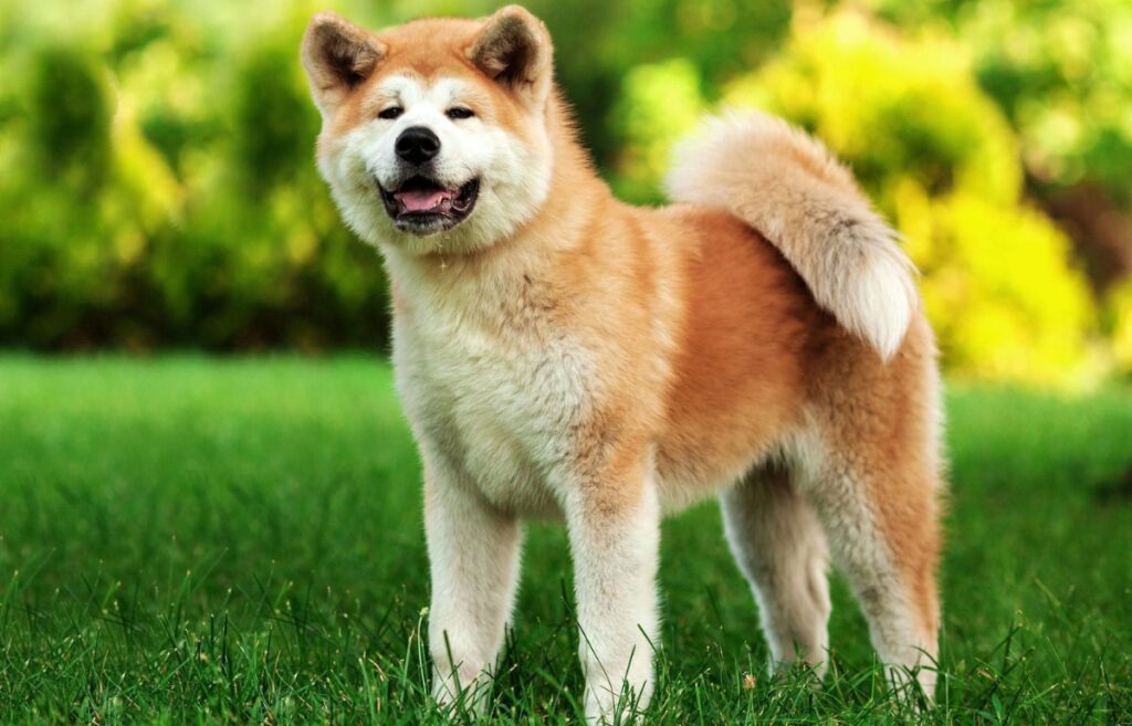 19 Ravishing Red Dog Breeds - That Stand Out In The Crowd!!