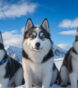 dogs with blue eyes