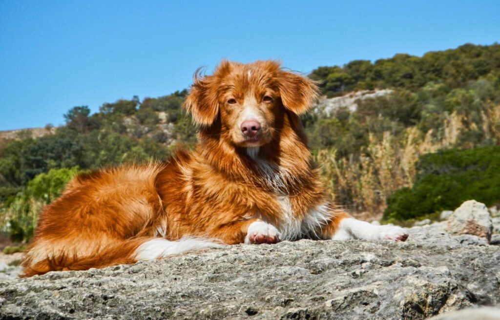 19 Ravishing Red Dog Breeds - That Stand Out In The Crowd!!