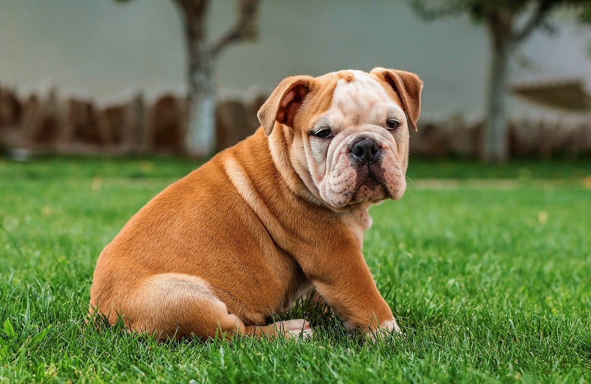 13 Adorable Dumbest Dog Breeds You'll Love Beyond IQ Scale