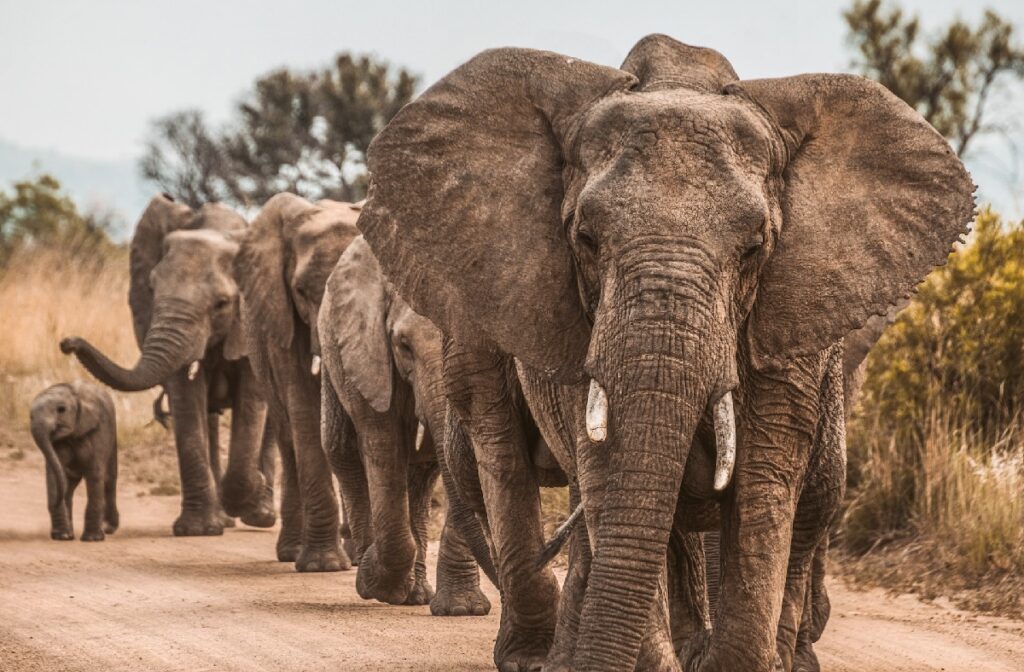 Surprising Facts About Elephants You Need To Know In 2024