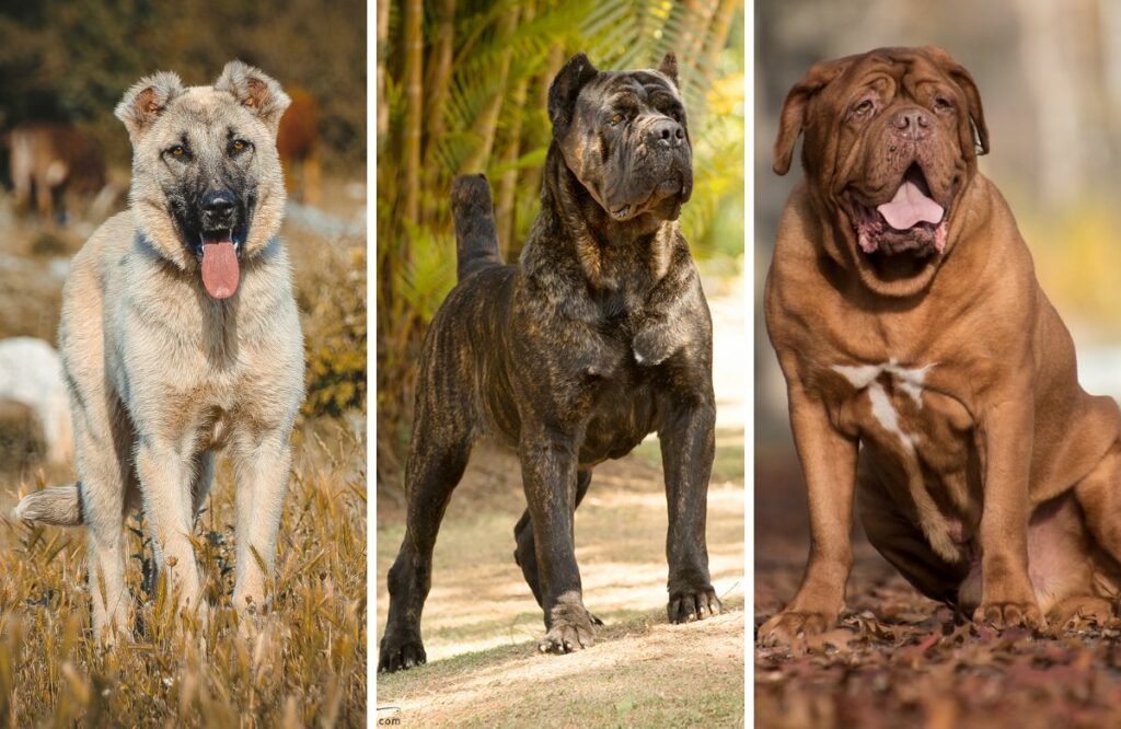 facts about Dog Breeds