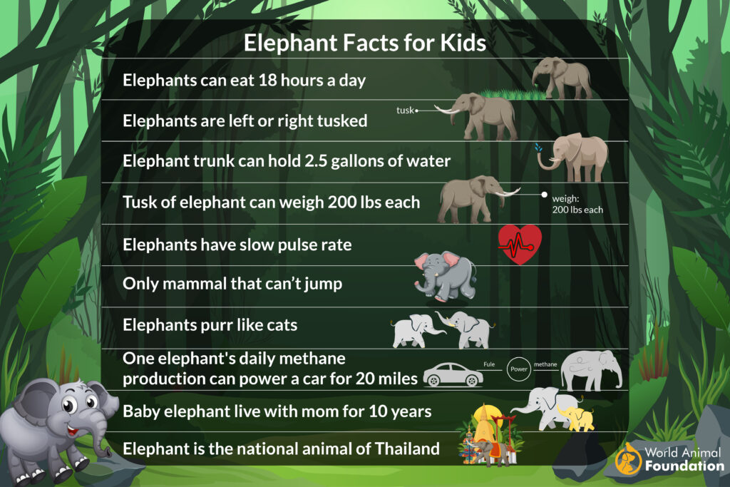 Fun Facts and Trivia About Elephants