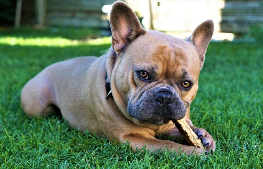 French bulldog best sale puppies cost