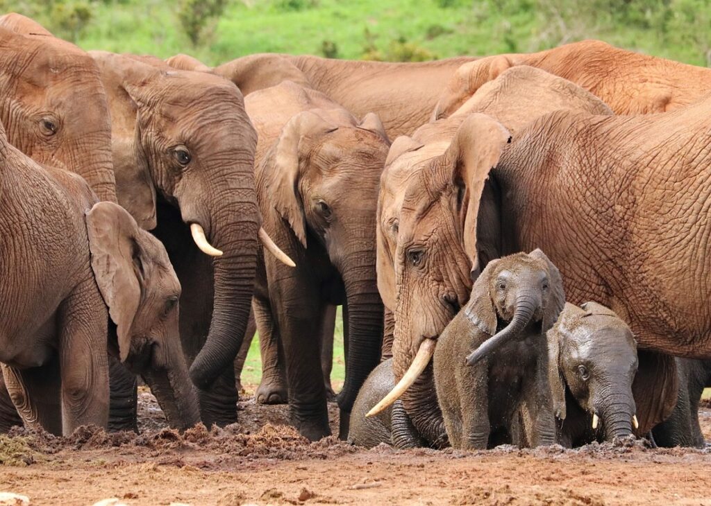 different types of elephants
